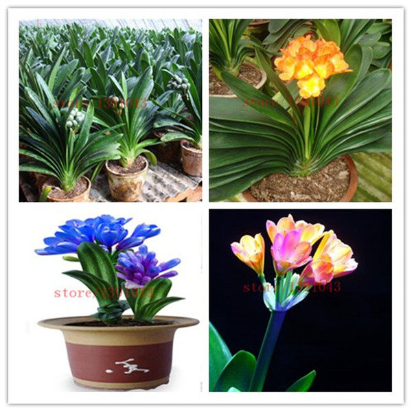 Image of 100 Clivia seeds, free shipping cheap Clivia seeds,Clivia potted seed, Bonsai balcony flower FOR home garden best gift for kids