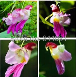 Image of 20pcs China Rare Parrot Orchid Flower Seeds World's Rare High Grade Bonsai Garden Home Seeds Semillas Loro Flores free shipping
