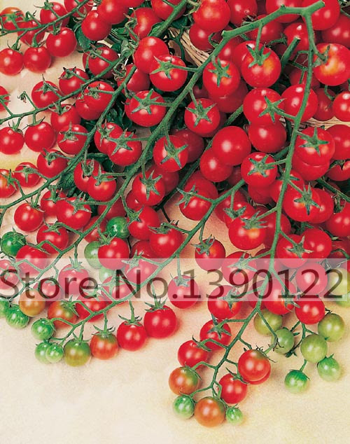 Image of 100 - Greek tomatoes seeds heirloom sweet gardening seeds plants non gmo vegetable seeds for home garden planting