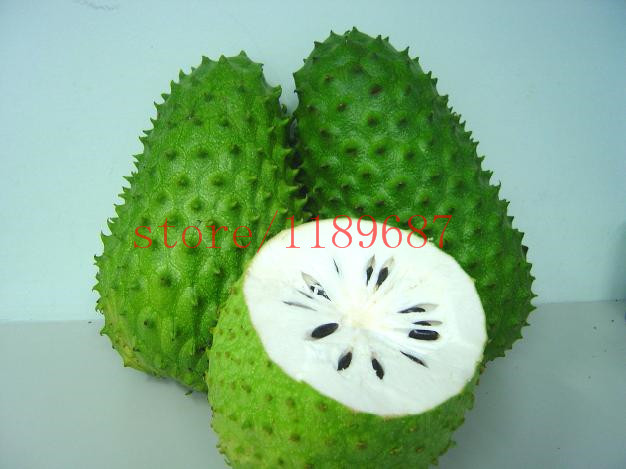 Image of 20 pcs SOURSOP Graviola Guanabana Annona muricata SEEDS Tropical Fruit NO-GMO good for health