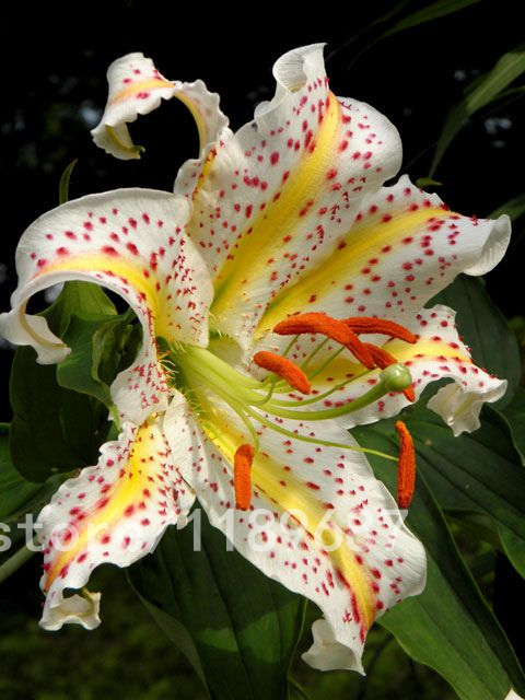 Image of 100pcs/bag rare lily seeds,not lily bulbs,it is seed,bonsai lily flower seeds,Pleasant fragrance,plant for home & garden