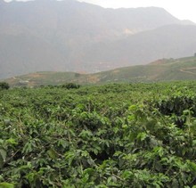 2Kg Peaberry AA Green Coffee Bean Yunnan China Organic beans