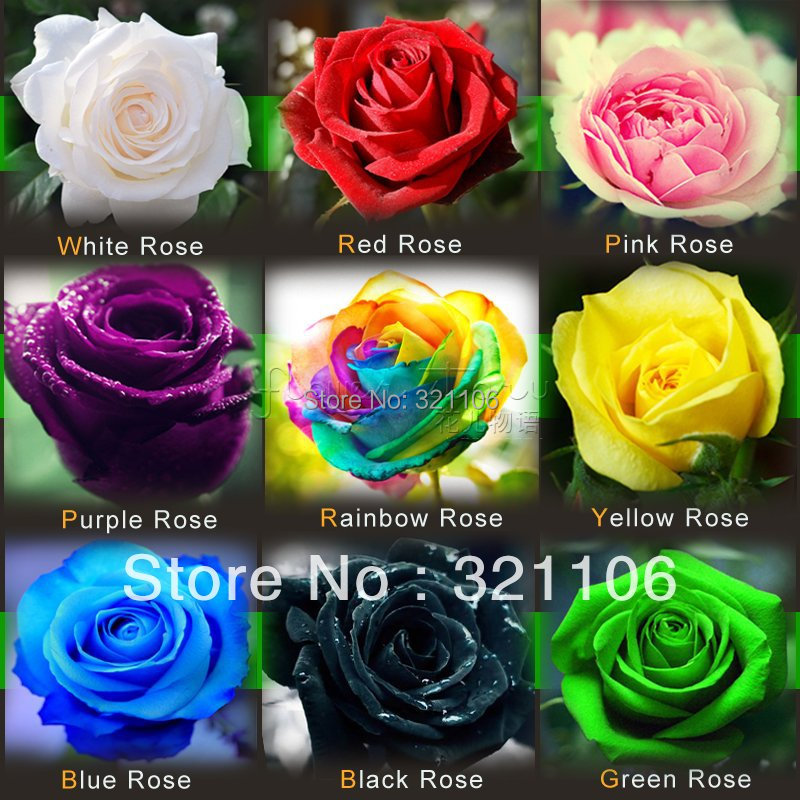 Image of 1080 Rose Seeds 9 Packs Each Color 120 Seeds -DIY Home Gardening Pot Balcony & Yard Fragrant Flower Plant Bonsai Decoration