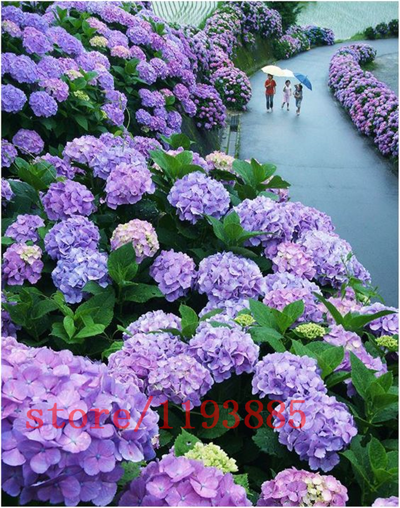 20pcs/bag hydrangea seed,hydrangea flower,beautiful china hydrangea 