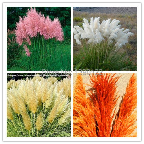 Image of 1200 PCS/package PAMPAS GRASS seeds ,rare reed flower seeds for home garden planting Selloana Seeds Garden decoration DIY!