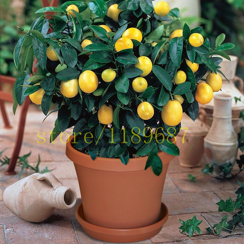 Image of 1bag=20 pcs bonsai lemon tree seeds NO-GMO fruit lemon seeds for home garden planting