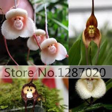 50rare Orchis italica seeds, Pyramid monkey orchid, Italian man orchid, Home Garden Bonsai Balcony DIY