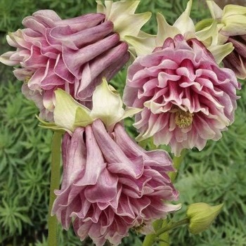 Image of authentic PETTICOAT COLUMBINE AQUILEGIA seeds flower seeds rare plants, Bonsai organic 20seeds Wholesale