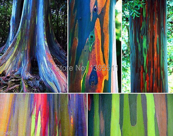 Image of 200/BAG rare Rainbow Eucalyptus deglupta, showy tropical tree, tree seeds for garden planting baby and lover like