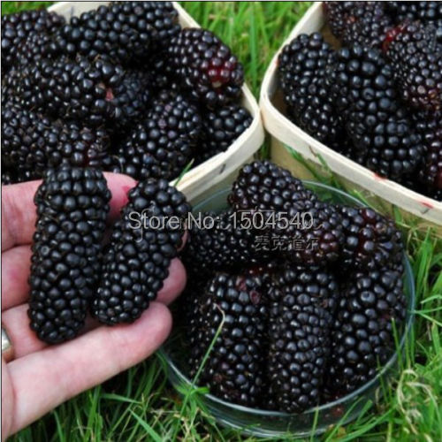 Image of 100nutritious Pre-Stratified Jumbo Thornless Blackberry Seeds juicy sweet healthy fruit DIY Home Garden Fruit Seeds