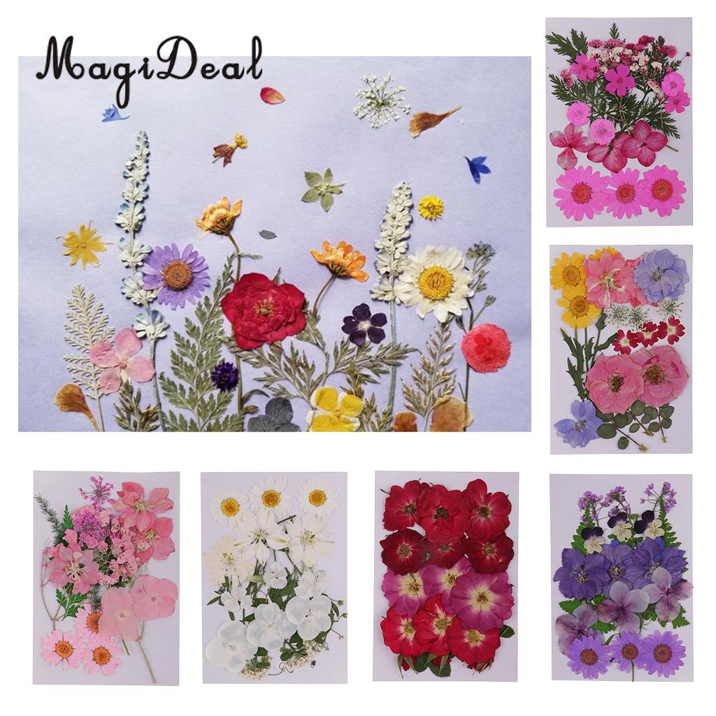 12Pcs Pressed Dried Real Flowers Resin Casting DIY Candle Phone Case Crafts