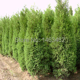 Image of 50PCS / bag Cypress Seeds, Roads Green Plants Vertical Beautiful tree seeds free shipping