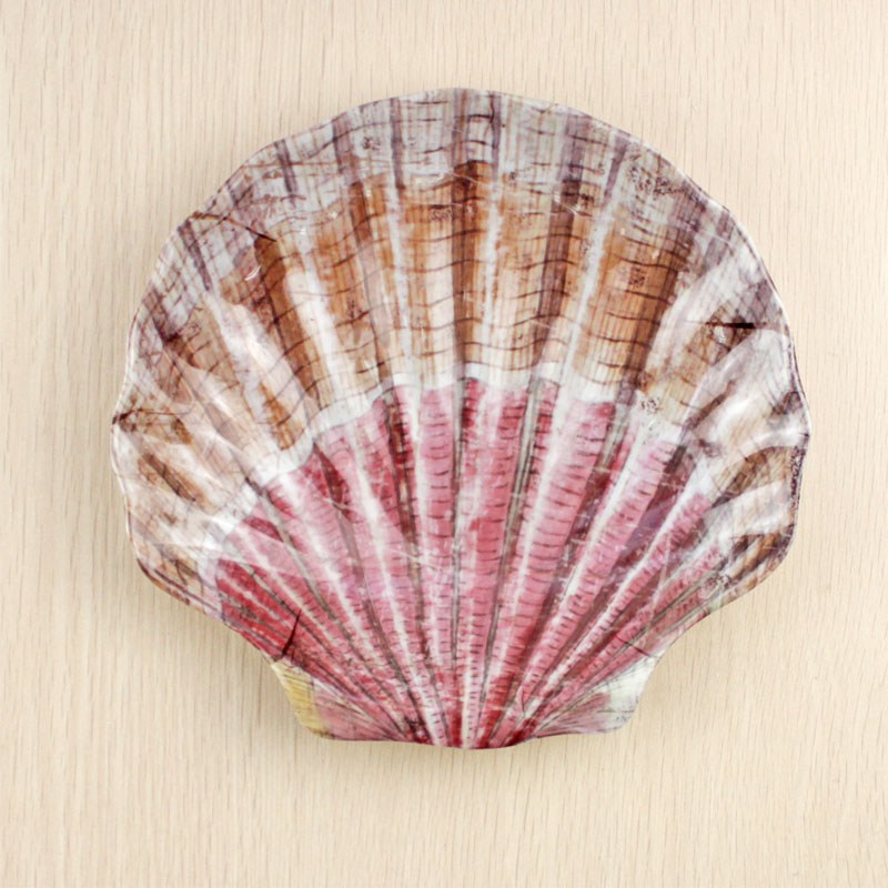 20  Sea Shell                