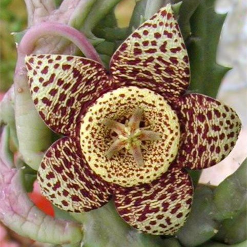 50PCS-Lot-Leopard-skin-flower-seeds-Stapella-pulchella-flowers-seeds-Rare-beautiful-flowers-suitable-for-countyard