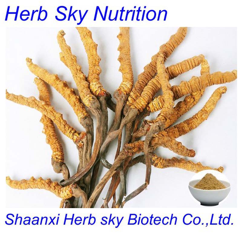 High Quality 100% Natural Herbal Extract Cordyceps sinensis Extract/Cordyceps Sinensis Extract 500g/bag free shipping by EMS