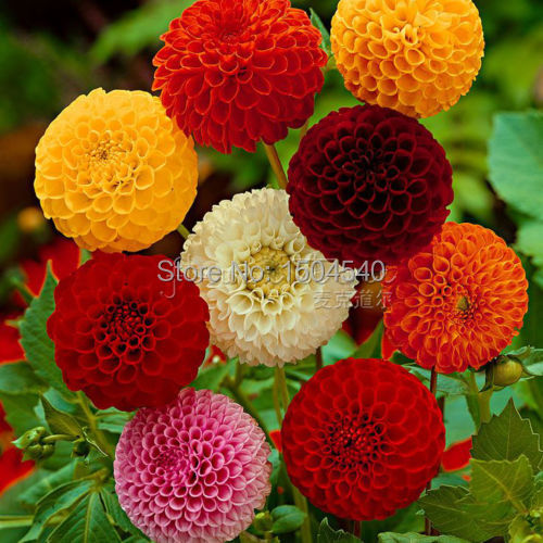 Image of 100 Dahlia seeds - Pompon~beautiful gardens, gorgeous flower , mix color , home garden