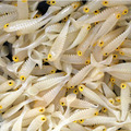 20pcs lot Silicone fish shaped fishing Artificial lure bait 5cm soft Silicone Tiddler Bait fishing lure
