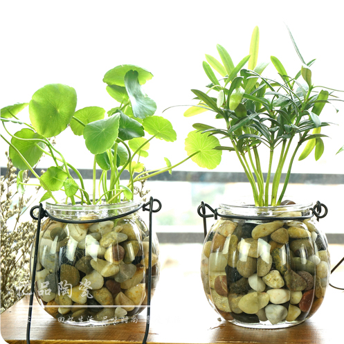 Aerobic small water to keep fresh hydroponic plants glass ...