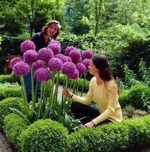Image of 100 Purple Giant Allium Giganteum Beautiful Flower Seeds Garden Plant the budding rate 95% rare flower for kid