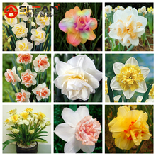 Beautiful Narcissus Flower Balcony Plants Daffodil Seeds Absorption Radiation Narcissus Tazetta Seeds – 100 PCS