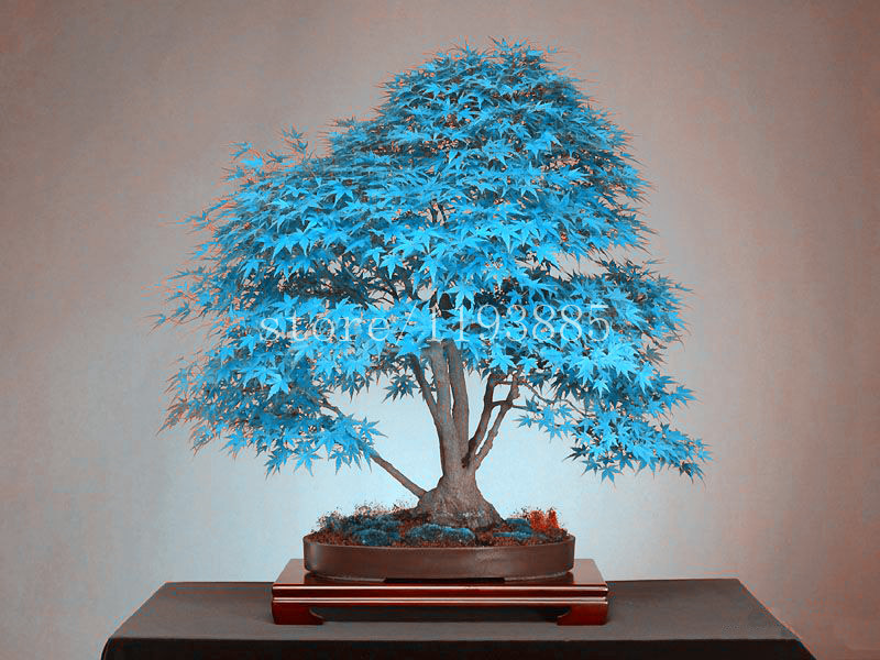 Image of 20 bonsai blue maple tree seeds Bonsai tree seeds. rare sky blue japanese maple seeds Balcony plants for home garden