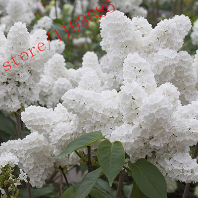 Image of 100pcs White Japanese Lilac Seeds (Extremely Fragrant) clove flower seeds for home & garden