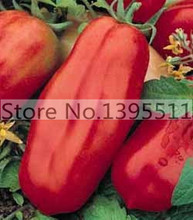 200/bag giant big Tomato Seeds -San Marzano tomato, Heirloom Open Pollinated Tomato Seeds  vegetable seeds for home planting