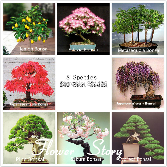 Image of 8 kinds Bonsai Tree Seeds 220 Seeds Perfect DIY Home Garden Professional Package High Germination Free shipping+free gift