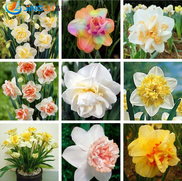 Image of 100 Pcs / Bag , Narcissus Seeds, Daffodi Potted Seed, Narcissus Flower Seed