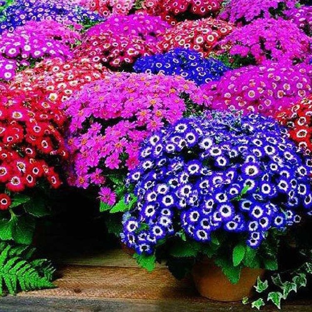 Image of 0 seeds, mixed color Cineraria seeds, potted seed, flower seeds for home & garden Promotion!!