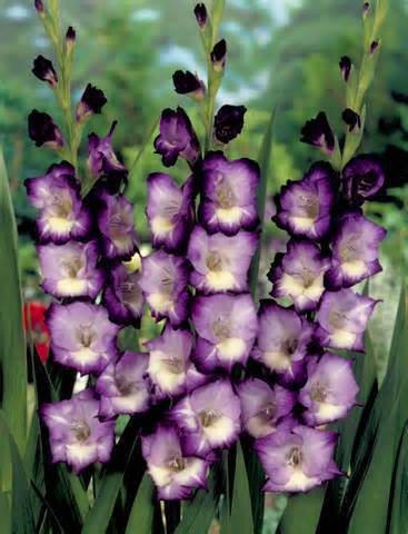Image of 20 seeds/bag Different Perennial Gladiolus Flower Seeds, Rare Sword Lily Seeds very beautoful for home garden planting