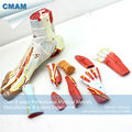CMAM MUSCLE11 Medical Anatomical Foot Model with 9 Parts Removabe Muscle and Vessels
