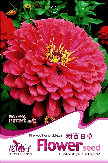Zinnia Elegans Pink Youth-and-Old-Age Annual Flower Seeds, Original Pack, 50 Seeds / Pack, Can be as Cut Flowers A014