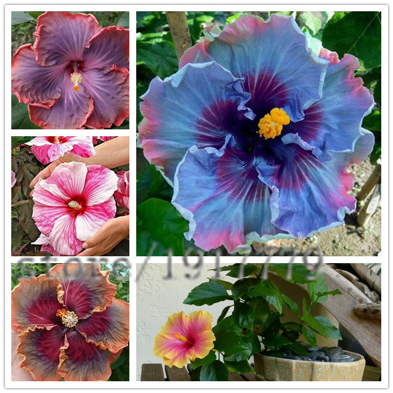 Image of 100pcs/ Giant Hibiscus Flower Rare plant indoor flower seeds, DIY home / garden courtyard bonsai colored hibiscus flower