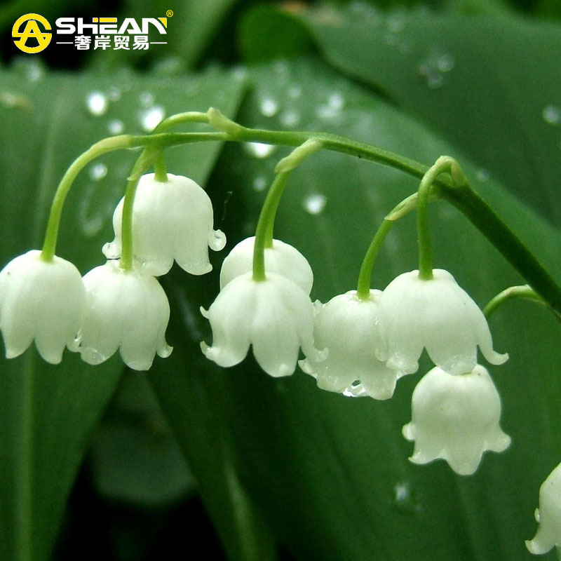 100 PCS Lily of the Valley Flower Seeds Bell Orchid Seeds Rich Aroma Bonsai Flower Seed