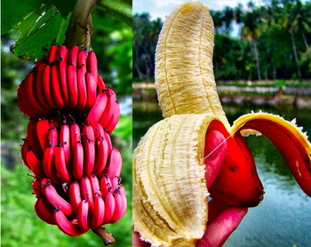 Image of free ship 40 seeds red banana seeds, delicious rare fruit seeds sent gift