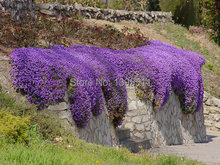 100 Rock Cress Aubrieta Cascade Purple FLOWER SEEDS Deer Resistant Superb perennial ground cover flower seeds