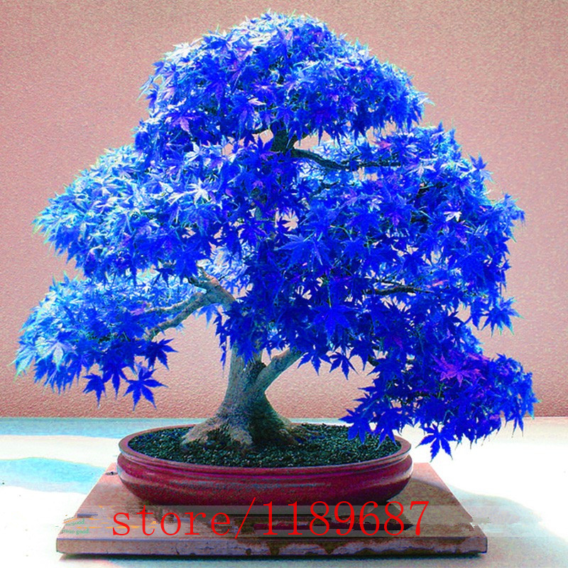 Image of 20pcs Purple blue Ghost Japanese Maple Tree, (Acer Palatum),bonsai flower seeds,tree seeds,potted plant for home & garden