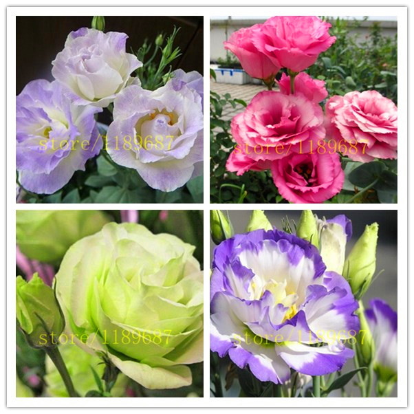 100PCS Eustoma Seeds Perennial Flowering Plants Lisianthus Flower Seed Mix Color