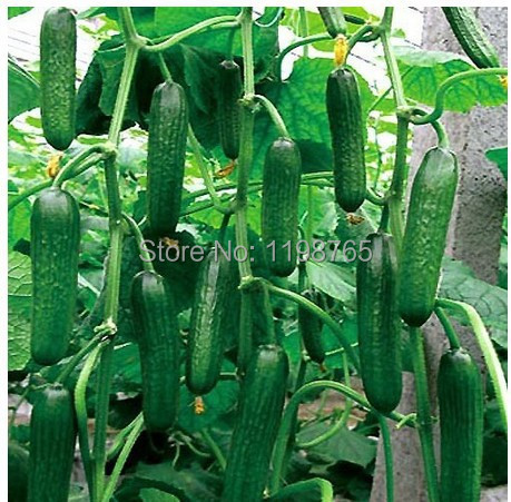 fruit center is a cucumber a fruit or a vegetable fruit center is a cucumber a fruit or a vegetable