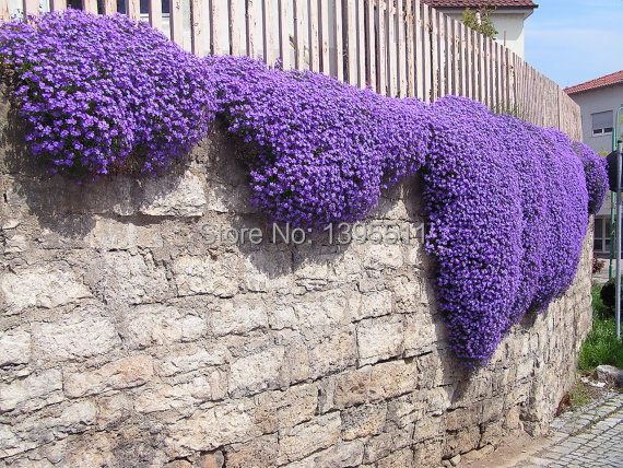 Image of 100/Rock Cress,Aubrieta Cascade Purple FLOWER SEEDS, Deer Resistant Superb perennial ground cover,flower seeds for home garden