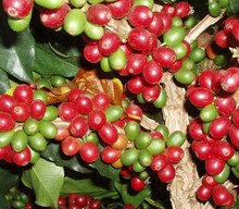 2 Kg Catimor AA Coffee Green Bean Yunnan China Organic green coffee beans