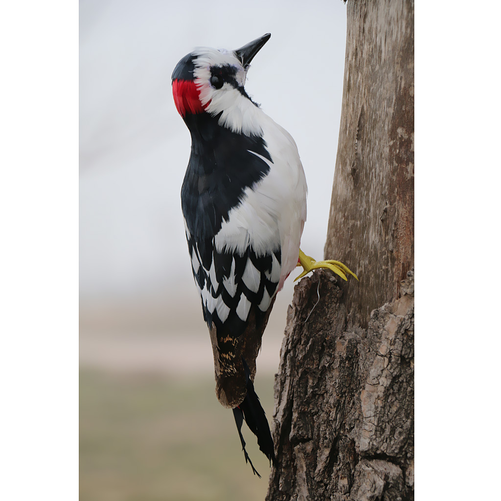 Colorful Artificial Woodpecker Bird Fur Garden Decor Adorable Toy 33x10x6cm 